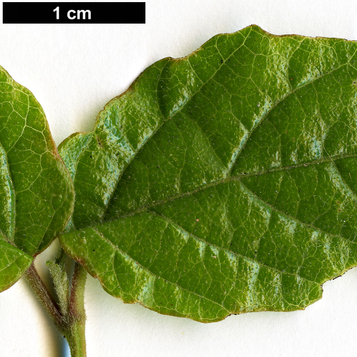 High resolution image: Family: Adoxaceae - Genus: Viburnum - Taxon: formosanum 